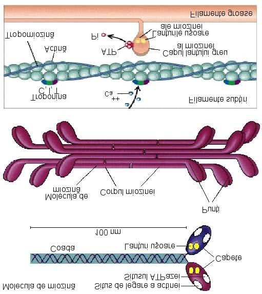 8) Proteine contractile şi reglatorii Principalele proteine contractile: Miozina