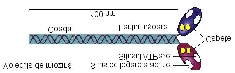 Miozina Principala proteină contractilă; asimetrică, G 470,000 D Structură: 2 lanţuri grele: în dublu helix,