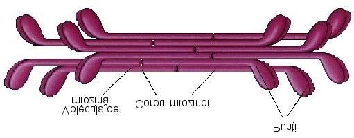 capetele - dispuse lateral faţă de lanţul greu punţile; restul lanţului formează corpul (coada).