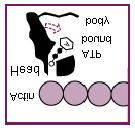 Proprietăţile capului miozinic: situs de legare a ATP-ului: leagă ATP şi produşii săi de metabolism ADP şi P i ; funcţie de ATPază hidrolizează ATP şi furnizează energia necesară contracţiei - [Ca ++