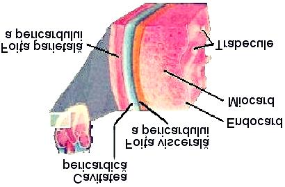 Pereţii inimii Peretele inimii are 3 straturi: 1. endocardul - peretele intern; = ţesut endotelial (acelaşi care tapetează întreg sistemul circulator); 2.