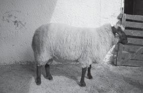 Huta 16 14 1 5 6 2 0 14 0 AGROSEV Detva 3 3 1 2 0 0 0 3 0 AGROSEV Detva 21 16 0 1 8 3 0 12 4 PD Senohrad 25 25 3 8 13 1 0 25 0 ZPD Poltár 21 20 1 10 7 1 0 19 1 TAURIS OVINI 28 27 2 16 9 0 0 27 0 I.