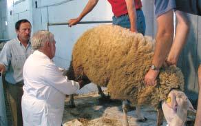 V marci 2007 nám oznámili z PD Nová Bodva, hospodárstvo Hosťovce, že plánovaný NT pre mäsové plemená, ktorý