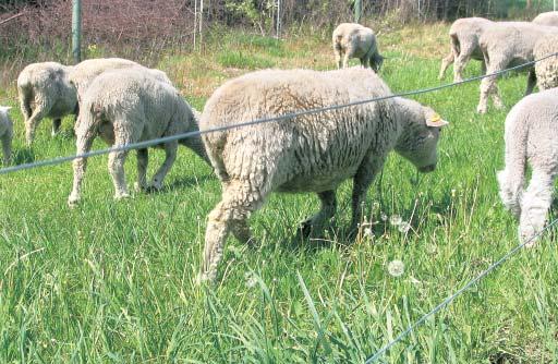 Práve tento chovateľ nám poskytol krátky pohľad na chov plemena Romney Marsh zo svojho pohľadu. Nebývam priamo v Bardejove ale v Bardejovskej Novej Vsi.