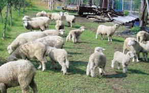 Mojim cieľom v budúcnosti je založiť chov plemena Romney Marsh na najvyššej chovateľskej Vyháňanie na pastvu úrovni a produkovať plemenný materiál pre ostatných záujemcov o toto plemeno.