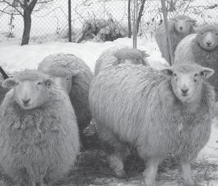 Romney Marsh Ing.Slavomír Reľovský samostatný šľachtiteľ, ZCHOK na Slovensku-družstvo Je to polojemnovlnové, dlhovlnné, anglické plemeno s kombinovanou vlnovo mäsovou úžitkovosťou.