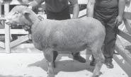 Vyhodnotenie nákupných trhov plemenných baranov plemena merino, mäsových plemien a ich krížencov. Nákupný trh 3.5.2007, zatriedenie baranov. Vážená chovateľská verejnosť.