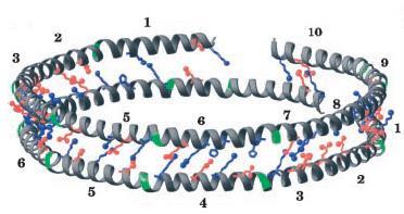 Για την οργάνωση της αποα-ι στα δισκοειδή σωματίδια έχει προταθεί το μοντέλο «διπλής ζώνης» ( double belt ), όπου δύο μόρια αποα-ι τυλίγονται με αντιπαράλληλο προσανατολισμό γύρω από μία δισκοειδή