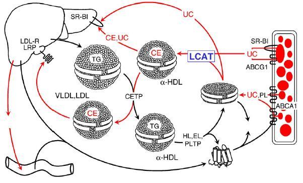 ΗΠΑΡ Αρτηριακό τοίχωμα μακροφάγου ΧΟΛΗ αποα-ι προ-β HDL ΝΕΦΡΟ ΕΝΤΕΡΟ αποα-ι Εικόνα 1.15. Ο ρόλος της LCAT στο μεταβολισμό της HDL. UC: μη εστεροποιημένη χοληστερόλη [64
