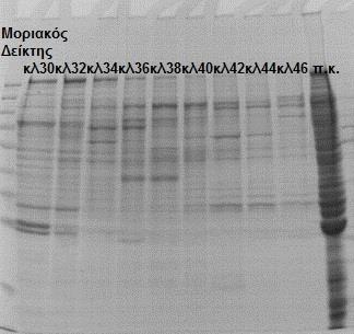 , εκτός από τη μεταλλαγμένη αποα-ι συνεκλούονται μαζί η GFP, καθώς και άλλες πρωτεΐνες. kda 260-135