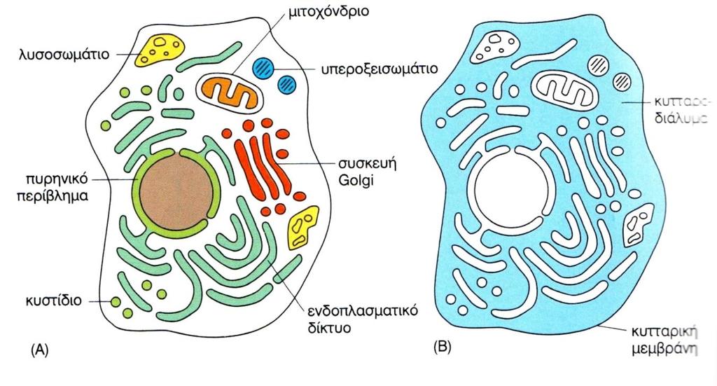 Άλλα οργανίδια Θ ςυςκευι Golgi (ςφνκεςθ και ςυςκευαςία μορίων που προορίηονται για απζκκριςθ) Λυςοςωμάτια