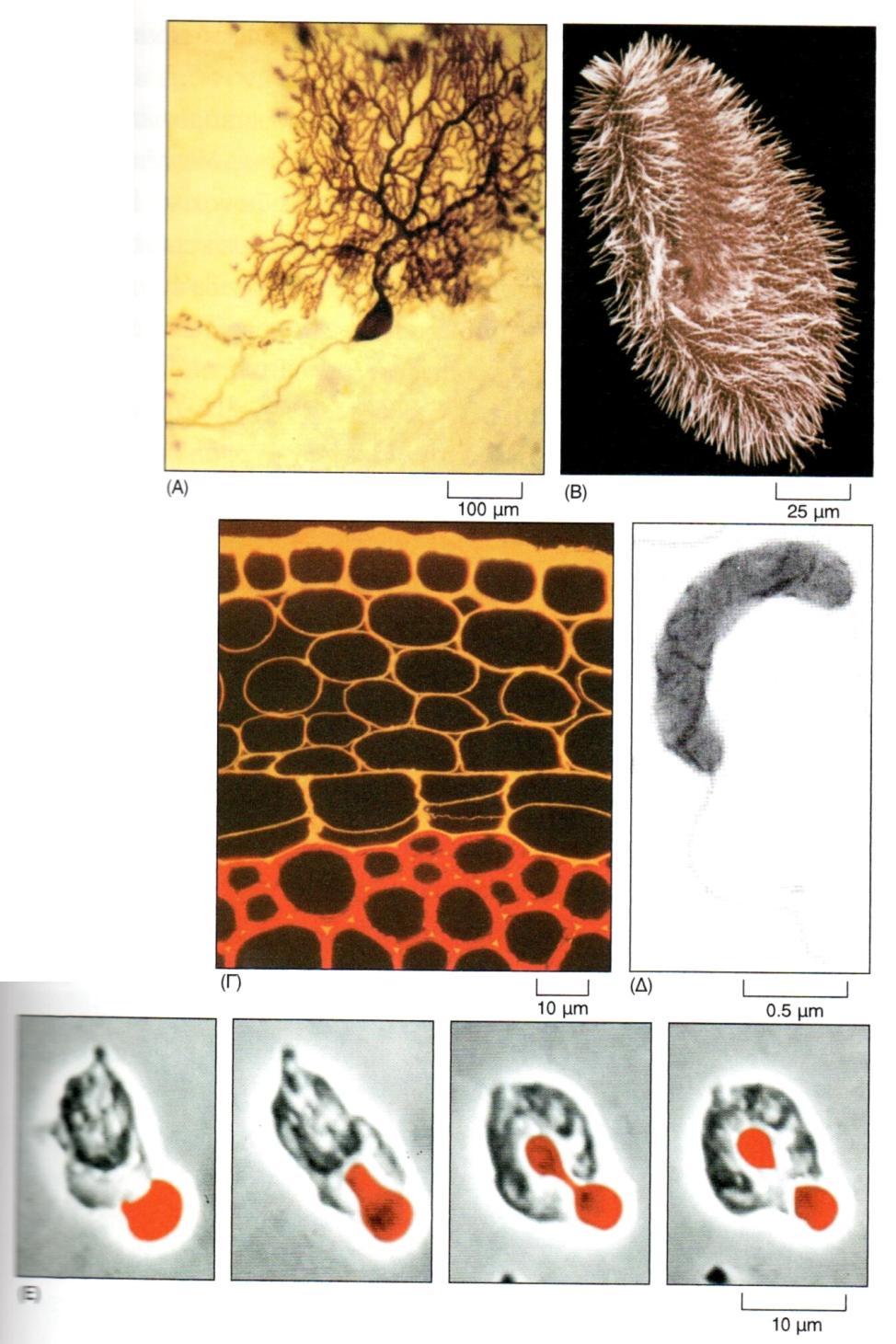 Κυτταρικι ποικιλότθτα (Σχιμα και Κίνθςθ) νευρικό Πρωτόηωο με βλεφαρίδεσ Φυτικό
