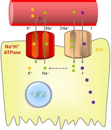 Theranostics (Theragnostics) Dai G, Levy O, Carrasco N Cloning and characterization of the thyroid iodide transporter.