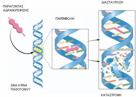 Εικόνα 5: Ο µηχανισµός λειτουργίας των ψωραλενίων για την καταστροφή του DNA ή RNA των παθογόνων.