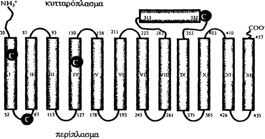 χωρίς η αλκυλίωση να επηρεάζει την ενεργότητα. YgfO π ερ ίπ λ α σ μ α YicE Εικόνα 3.