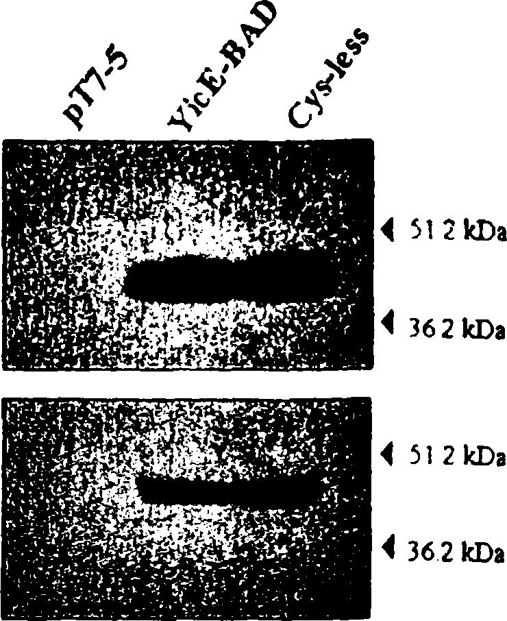 coii T184 μετασχηματισμένα με τα πλασμίδια pt7-5/yg/d-bad, pt7-5/cys-less ygfo-bao, pt7-5/y/c -BAD, pt7-5/cys-less y/c -BAD και pt7-5 αναπτύχθηκαν σε πλήρες θρεπτικό υλικό στους 37 C μέχρι την αρχή