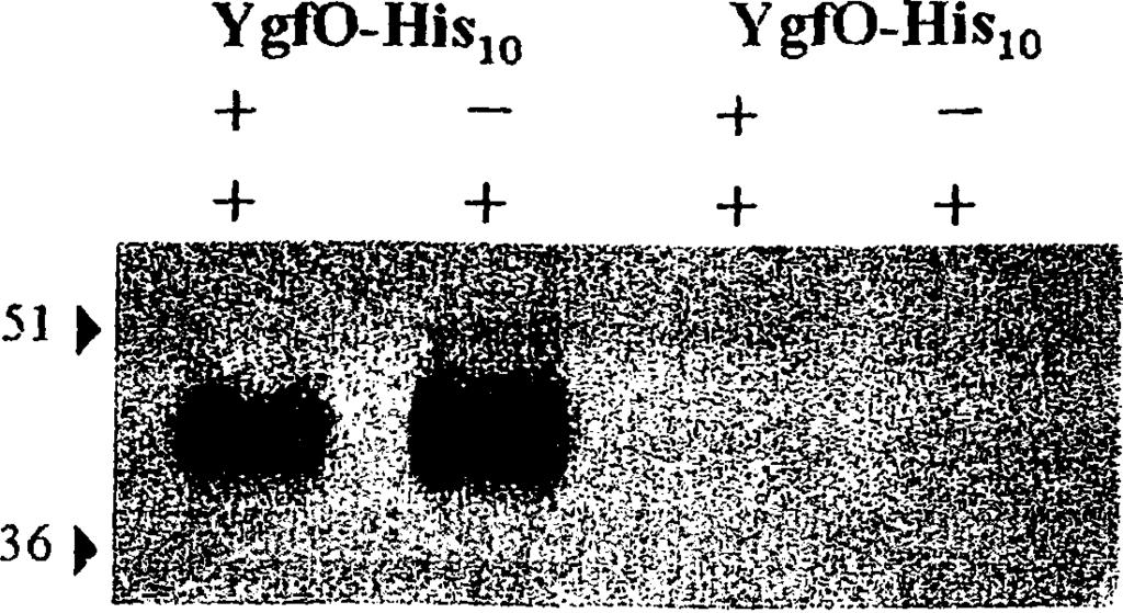 129 Cys-less NEM Oregon Anti-OGM Εικόνα 3.