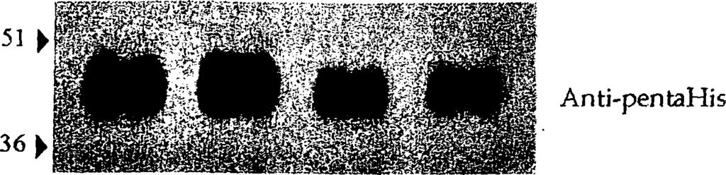 coli Τ Ι84 μετασχηματισμένα τα πλασμίδια pt7-5/yg/d-his10 και pt7-5/cys-less ygfo-h is,0 και ρτ7-5 αναπτύχθηκαν πλήρες θρεπτικό υλικό στους 37 C μέχρι την αρχή της λογαριθμικής φάσης ανάπτυξης και