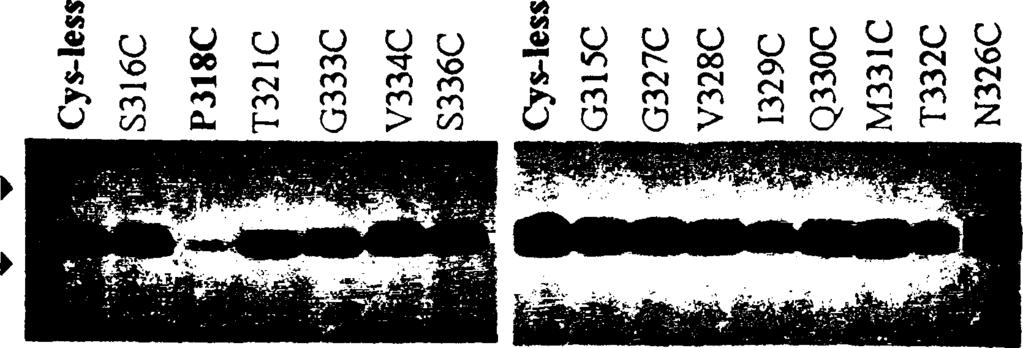 5 mm ) για 2h.