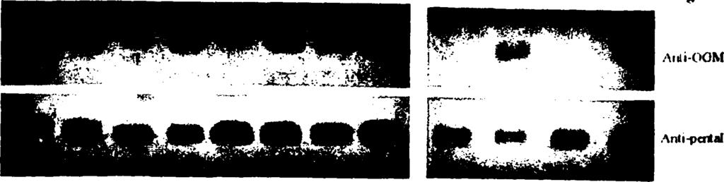146 F322C Q324C N325C N326C Λ323Γ Q330C + + - +» * - ΝΕΜ I 1 1, 1 * ' 1 Orrtwi G327C VJ28C 1329C M331C 4 4 f- 4 4 4 + 4 4 4 4