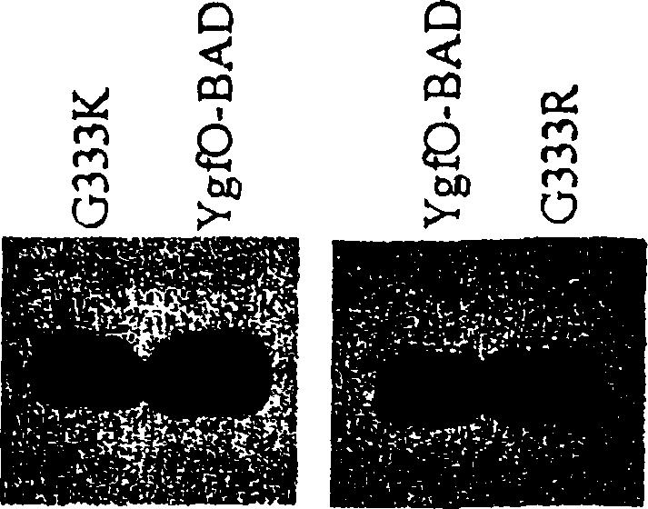 156 4 Η2Ν ΝΗ ΝΗ2 ΝΗ2 Η Η2Ν C COOH CH2 Η2Ν C-COOH Η2Ν C COOH Η Η Η γλυκίνη Αργινίνη λυσίνη Εικόνα 3.40: Συντακτικός χημικός τύπος των αμινοξέων γλυκίνη, αργινίνη και λυσίνη 51 2 kda + 362 kda Εικόνα 3.