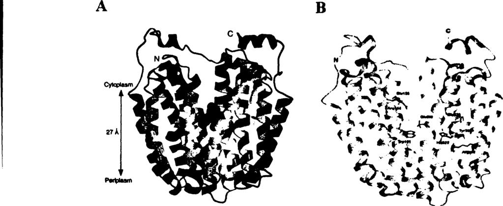 14 Εικόνα 1.3: Κρυσταλλικές δομές της LacY, όπως έχουν παρουσιαστεί στη βιβλιογραφία Α; Η κρυσταλλική δομή της LacY με το υπόστρωμα, παράλληλα με την μεμβράνη (Abramson et ai, 2003).