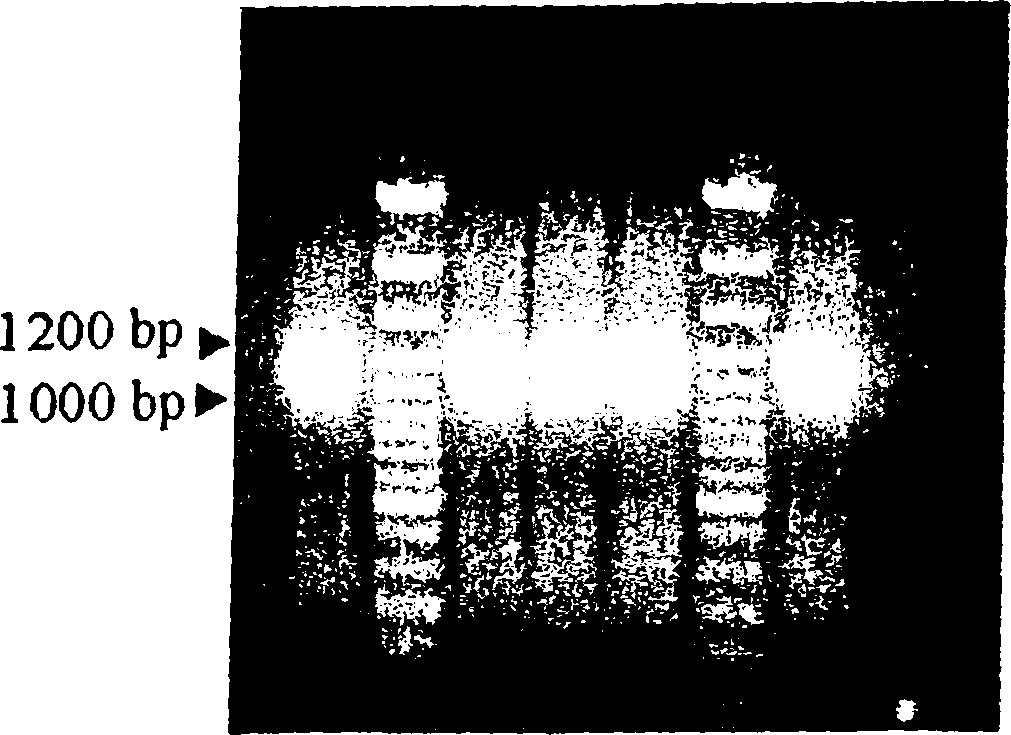 69 1 2 3 4 5 6 7 8 Εικόνα 2.3: Ανάλυση PCR για την επιλογή κλώνων knock out του στελέχους Ε.