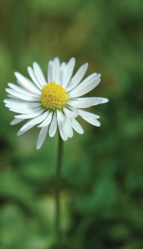 Prin ce se deosebesc produsele naturale pentru sănătate d e l a S e c o m Ingrediente 100% naturale; Originale - nu există linie de producție pentru România; Producător recunoscut la nivel