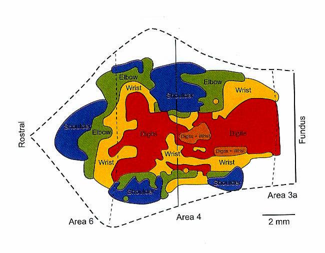 ארגון של אתרי ICSM ככה בחוט שדרה ה muscle field הוא קטן יותר יש גם מחקרים (מוזרים.