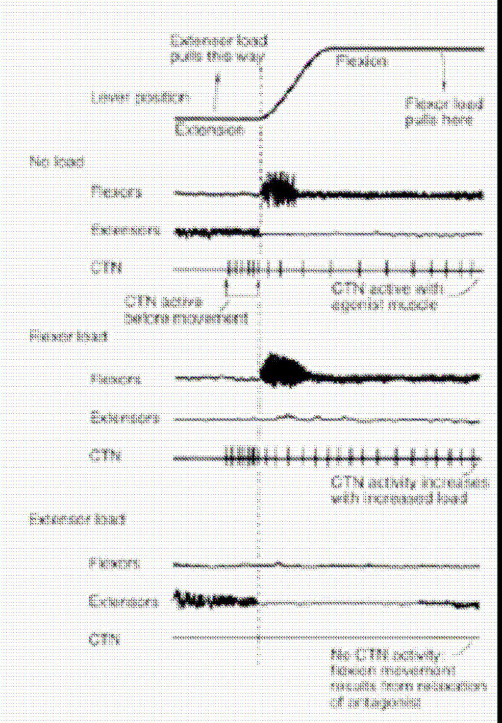 כאן עצרנו ודיברנו על Spike Triggered Averaging שזה בעצם מיצוע פעילות EMG כפונקציה של התא. אפרט על זה בהרחבה כי איילון שואל על זה לפעמים במבחן (וגם כי זה מאוד חשוב, קנדל 767).