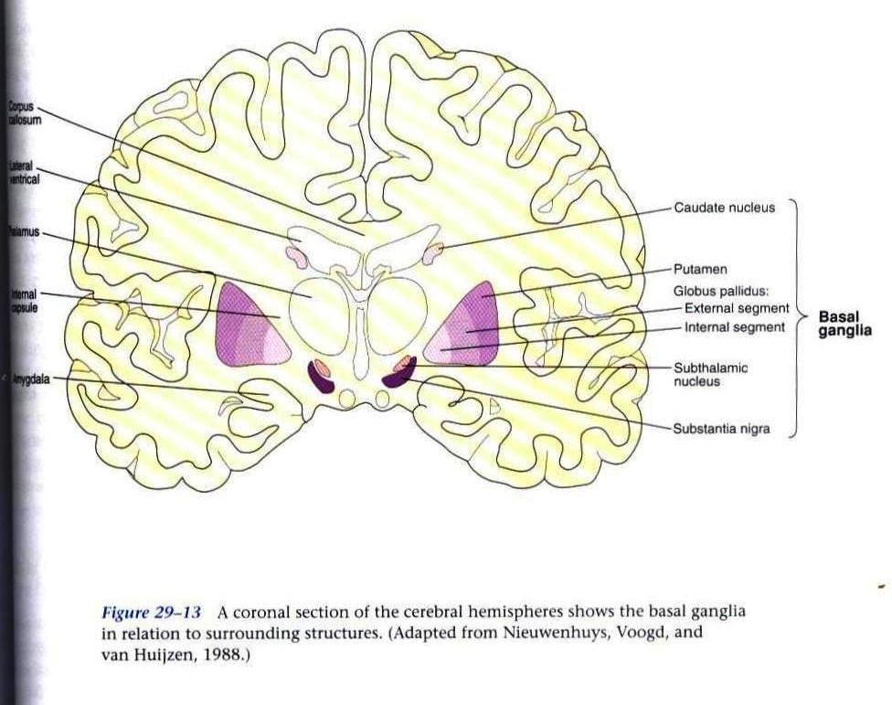 ה nigra substantia (להלן סובסטנציה ניגרא (לא ראיתי צורך לתרגם מילולית)) יושבת במוח התיכון ומורכבת משני אזורים: ה pars reticulata וה.