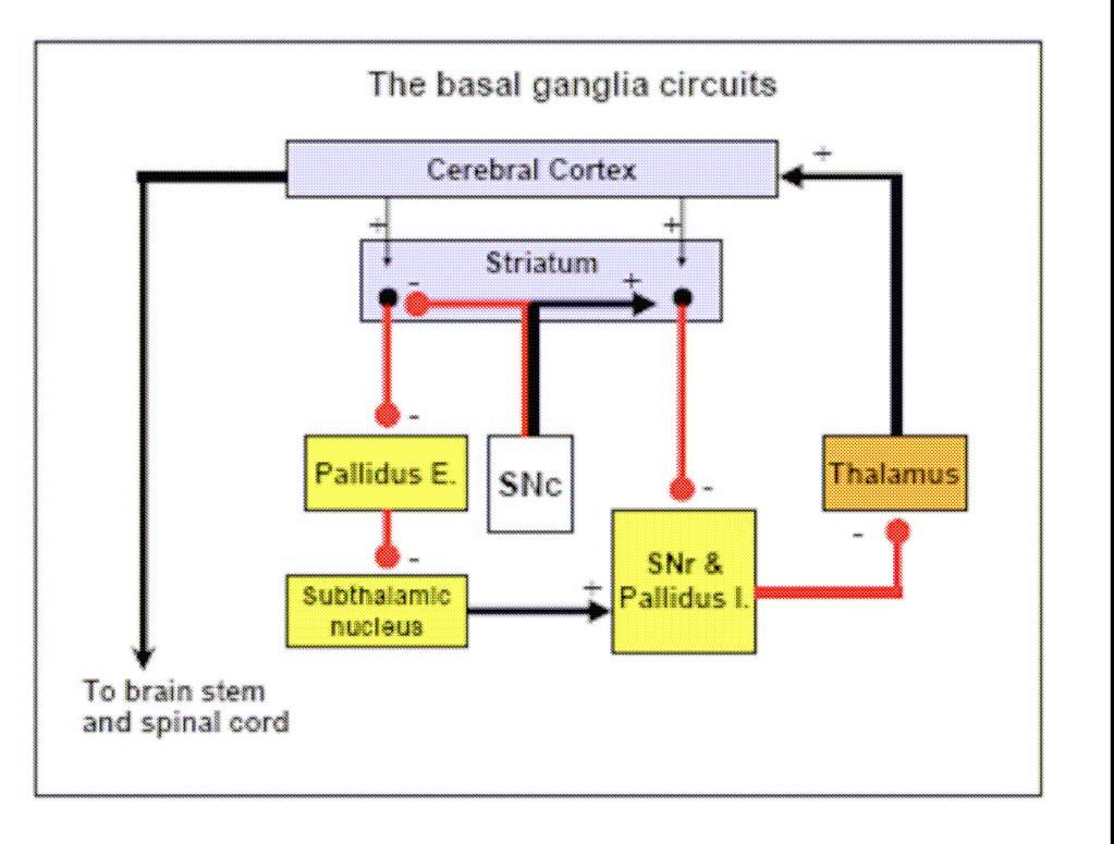 נספח: מודל הקופסאות של הגרעינים הבזאליים Basal Ganglia Model SNc substantia nigra pars compacta (includes the dopaminergic neurons).
