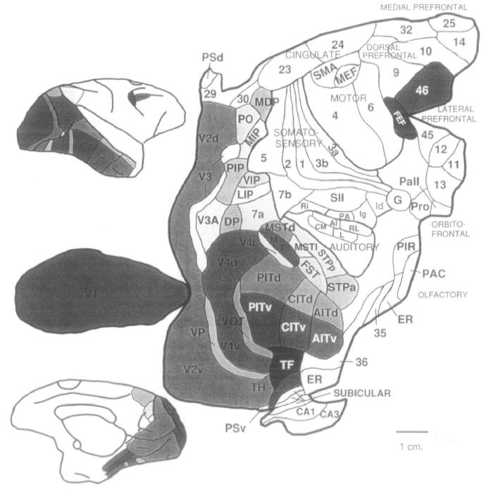 סיכום שיעור: 14.5.06 אלי נלקן +תוספות מפרק 27 ב kandel Cortical mechanisms עקרונות בעיבוד ויזואלי גבוה 1. איזורים מרובים: מבחינה אנטומית, איזורים קורטיקליים רבים מעורבים בעיבוד הראייתי.
