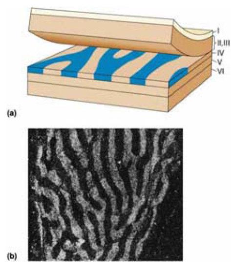 פירוט ההבדלים בין סוגי התאים (מתוך המצגת): Parvocellular Magnocellular from y ganglion cells from x ganglion cells in fovea in periphery Characteristics: small in size small Receptive Fields