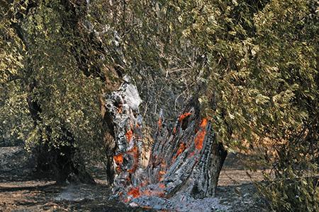 απόλυτα εκτεθειμένο στη βροχή και τον αέρα. Επιπλέον, μειώνει τη δυνατότητα απορρόφησης του νερού.