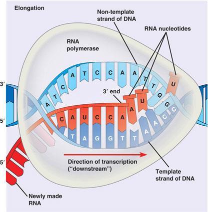Περιγραφή μεταγραφής o Στο τμήμα του DNA (γονίδιο) όπου υπάρχει η γενετική πληροφορία την οποία το κύτταρο θέλει να μεταγράψει, σπάνε οι δεσμοί υδρογόνου που συγκρατούν τις αζωτούχες βάσεις και