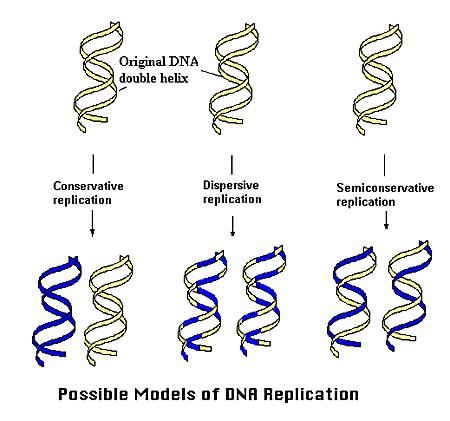 Αντιγραφή του DNA o Ο μηχανισμός αντιγραφής του DNA ονομάζεται ημισυντηρητικός διότι κατά την αντιγραφή του μορίου ανοίγει η διπλή έλικα και κάθε αλυσίδα λειτουργεί ως καλούπι για τη