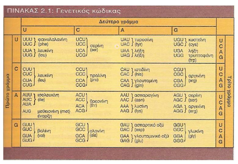 Γενετικός κώδικας Γενετικός κώδικας ονομάζεται η αντιστοίχιση των τριπλετών αζωτούχων βάσεων του mrna (και συνεπώς του DNA) με τα αμινοξέα που συνδέονται σε πολυπεπτιδική αλυσίδα κατά τη μετάφραση.