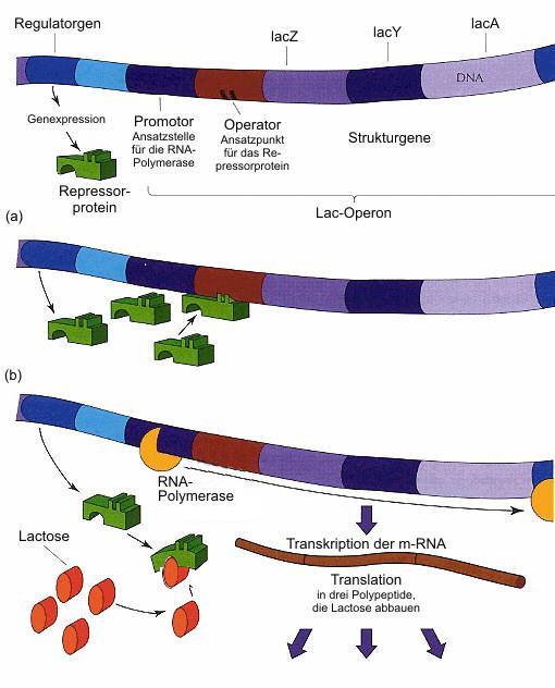 Οπερόνιο της λακτόζης Το οπερόνιο της λακτόζης είναι μία ομάδα γονιδίων που υπάρχουν στο γονιδίωμα του βακτηρίου E.coli.