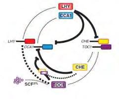 Ο παράγοντας αυτό βρέθηκε να προσδένεται στον υποκινητή του γονιδίου CCA1 (όχι όμως στον υποκινητή του LHY) και να τον καταστέλλει, καθώς και να αλληλεπιδρά in vitro με τον TOC1.