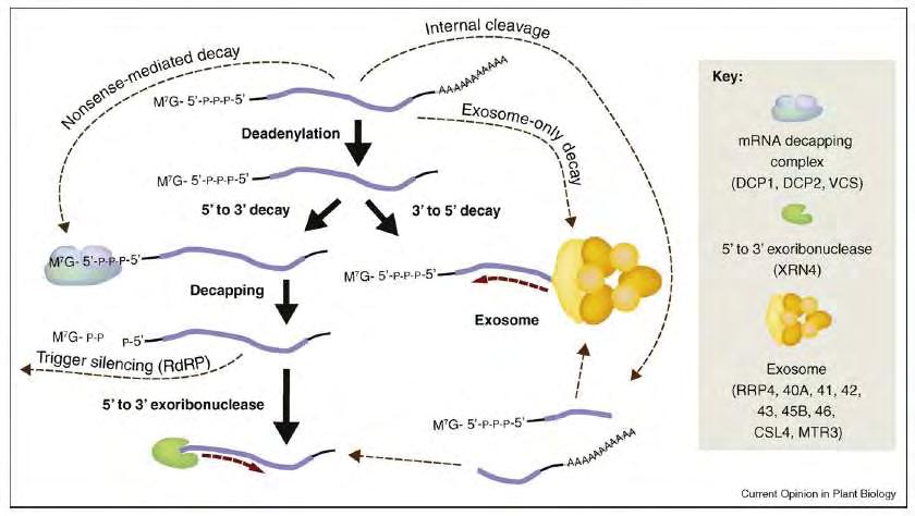 1.6.1. Μηχανισμοί αποικοδόμησης του mrna στο φυτικό κύτταρο Όπως αναφέρθηκε, η αποικοδόμηση του mrna στο κυτταρόπλασμα, ξεκινά με την αποαδενυλίωση, τη βράχυνση ή την πλήρη αφαίρεση της πολυ(α)-ουράς