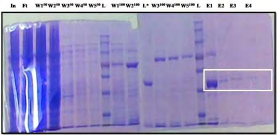 Νi-NTΑ-Sepharose μετά την διαπίδυση,w1 50 -W2 50 : κλάσματα διαλυμάτος έκπλυσης με 50mM Imidazole, W1 100 : κλάσμα διαλύματος έκπλυσης με 100mM Imidazole. Το λευκό πλάισιο δείχνει την AtHESP.