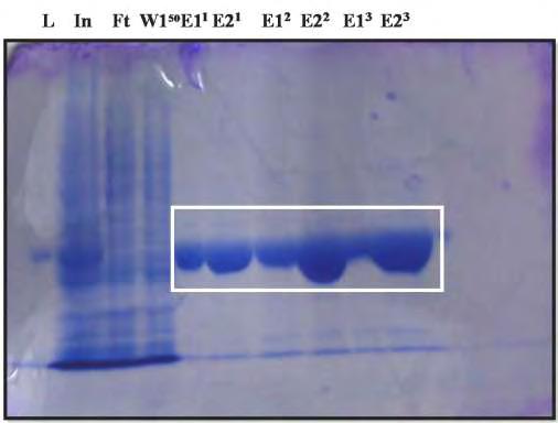 Η ίδια διαδικασία με την παραπάνω ακολούθησε για τα υπόλοιπα 6,25g κύτταρα. Η Εικόνα 4.8. παρουσιάζει την ηλεκτροφόρηση δειγμάτων απομόνωσης της AtHESP σε πηκτή SDS-πολυακρυλαμιδίου 7,5%.