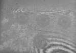 filter and peak detect 0