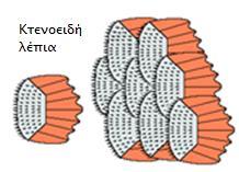 γ) τα κυκλοειδή και δ) τα κτενοειδή με κυκλικό ή ωοειδές σχήμα με κυκλικό σχήμα και οδοντωτά άκρα Υλικά και όργανα Οπτικό μικροσκόπιο Κασετίνα οργάνων μικροσκοπίας Αντικειμενοφόροι πλάκες Καλυπτρίδες
