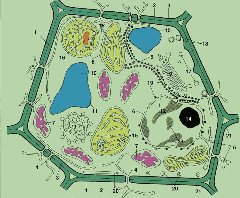 Οργανίδια και τμήματα του φυτικού κυττάρου Κυτταρικό τοίχωμα Πλασμαλήμμα Θεμελιώδες