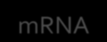 ΕΝΔΕΙΞΕΙ ΕΥΑΡΜΟΓΗ ΣΟΤ mrna HPV ΣΕΣ. 1.