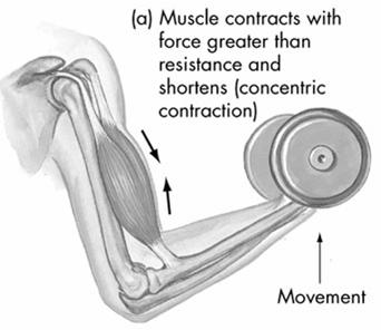 Active og passive insufficiency Active insufficiency => er þegar vöðvinn styttist of mikið, þ.e. það verður of stutt bil á milli actin og myosin filamentana til þess að þeir virki eins og þeir eigi að gera.