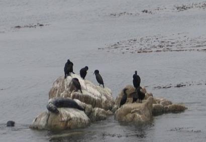 (Birdwatching): Παιδαγωγική Ομάδα ΚΠΕ Στυλίδας - Υπάτης - Υπεύθυνος/η Σχολικών Δραστηριοτήτων Δευτεροβάθμιας Εκπαίδευσης Φθιώτιδας.