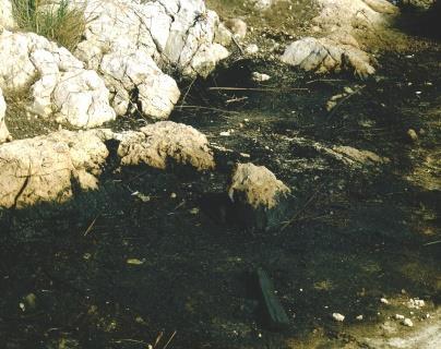 Maliakos - Leva per lo sviluppo sostenibile. Kalamidas Stefano, Autorita Portuale di Stylida, Greece. 11:20 La zona costiera e l'attività umana. Marabini Francesco, Ricercatore associato.